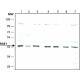 ANTI-RAE-1 (N-TERMINAL) ~1.0 mg/mL, affinity isolated antibody, buffered aqueous solution,