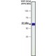 Monoclonal Anti-Calcineurin (alpha-Subunit) antibody produced in mouse, clone CN-A1, ascites fluid,