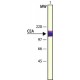 Monoclonal Anti-Carcinoembryonic Antigen antibody produced in mouse, clone C6G9, ascites fluid,