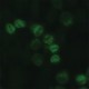 ANTI-PHOSPHO RANGAP1 (PSER428] ~1.0 mg/mL, affinity isolated antibody, buffered aqueous solution,