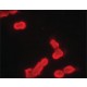 Monoclonal Anti-phospho-MDMX (pTyr99) antibody produced in mouse, ~2 mg/mL, clone PH-MDMX-169, purified immunoglobulin, buffered aqueous solution,
