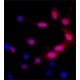 Monoclonal Anti-Green Fluorescent Protein (GFP) antibody produced in mouse, clone GFP-20, ascites fluid,