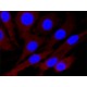Monoclonal Anti-GAPDH antibody produced in mouse, ~1 mg/mL, clone GAPDH-71.1, purified immunoglobulin, buffered aqueous solution,
