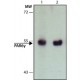 ANTI-PAR6 GAMMA (N-TERMINAL) ~1.0 mg/mL, affinity isolated antibody, buffered aqueous solution,