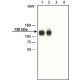 ANTI-AXIN 1 (C-TERMINAL) 1.5 mg/mL, affinity isolated antibody,