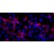 RABBIT ANTI-HA TAG, AFFINITY ISOLATED ANTIBODY