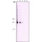 Monoclonal Anti-Cathepsin K antibody produced in mouse,