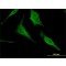 Monoclonal Anti-HEXA antibody produced in mouse,