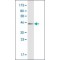 Monoclonal Anti-UBD antibody produced in mouse,