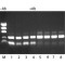 JUMPSTART REDTAQ DNA POLYMERASE