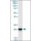 Monoclonal Anti-SFRS3, (N-terminal) antibody produced in mouse,