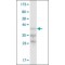 Monoclonal Anti-B4GALT5 antibody produced in mouse,