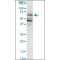 Monoclonal Anti-PAIP1 antibody produced in mouse,