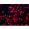 ANTI-BMI1 (C-TERMINAL) ANTIBODY PRODUC&