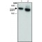 Monoclonal Anti-USP7 antibody produced in rat,