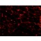 Monoclonal Anti-Laminin antibody produced in mouse,