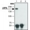 ANTI-LRP6, ANTIBODY PRODUCED IN RABBIT&