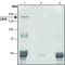 ANTI-LRP6 (C-TERMINAL), ANTIBODY PROD&
