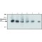 Monoclonal Anti-DNA polymerase delta p125 antibody produced in rat,