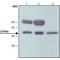 ANTI-LIVIN ALPHA, ANTIBODY PRODUCED&