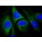 ANTI-RAB13, ANTIBODY PRODUCED IN RABBIT&