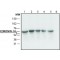 ANTI-CORONIN-1A (N-TERMINAL), ANTIBODY &