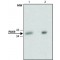 Monoclonal Anti-PAX9 antibody produced in rat,