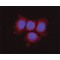 MONOCLONAL ANTI-OSTF1, ANTIBODY PRODUCE&