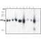 Monoclonal Anti-CHD4 antibody produced in mouse,