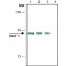 MONOCLONAL ANTI-MALT1, ANTIBODY PRODUC&