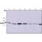 Monoclonal Anti-Derlin-1 antibody produced in mouse,
