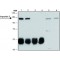 ANTI-IMPORTIN 7 (C-TERMINAL), ANTIBODY&
