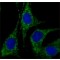 ANTI-RAB18 (C-TERMINAL), ANTIBODY PROD&