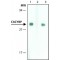 Monoclonal Anti-CACYBP antibody produced in mouse,