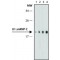 Monoclonal Anti-U1 snRNP C (U1C) antibody produced in rat,