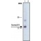 Monoclonal Anti-Sumo-2/3,