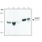Monoclonal Anti-Septin 9 antibody produced in rat,