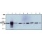 Monoclonal Anti-EDEM3 antibody produced in mouse,