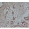 Monoclonal Anti-beta-Actin antibody produced in mouse,