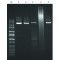 JUMPSTART ACCUTAQ LA DNA POLYMERASE