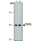 Monoclonal Anti-Pontin antibody produced in mouse,
