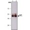 Monoclonal Anti-Alpha-1-Antitrypsin (AAT) antibody produced in mouse,