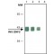Monoclonal Anti-INI1/SNF5 antibody produced in mouse,