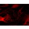 Monoclonal Anti-Vinculin antibody produced in mouse,