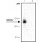 Monoclonal Anti-WDR62 antibody produced in mouse,