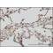 Monoclonal Anti-EML2 antibody produced in mouse,