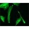 Monoclonal Anti-beta-Tubulin-FITC antibody produced in mouse,
