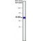 Monoclonal Anti-Calcineurin (alpha-Subunit) antibody produced in mouse,