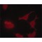 Monoclonal Anti-phospho-MDMX (pTyr55) antibody produced in mouse,