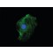 Monoclonal Anti-Cytokeratin, pan (Mixture) antibody produced in mouse,